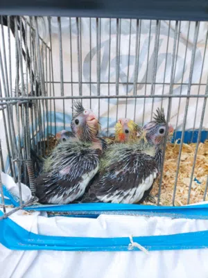 4طروف كوكتيل عمر شهر انتاج واحد