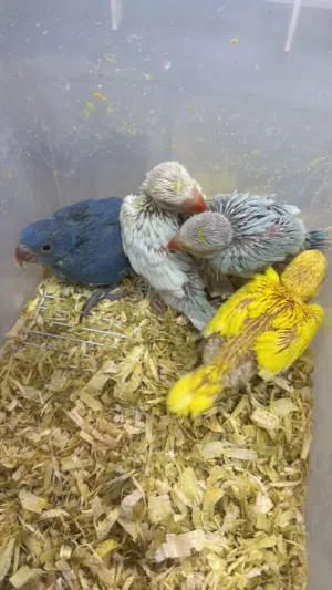 فروخ متو للبيع