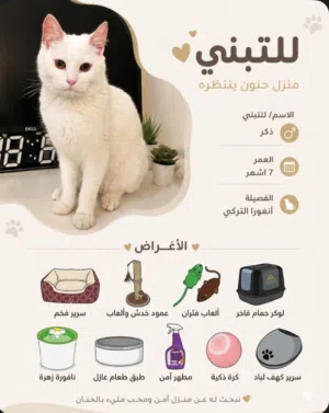 قط انغورا تركي للبيع مع اغراضه