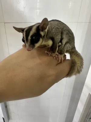 السنجاب الطائر sugerglider