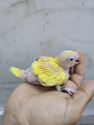 فرخ ببغاء دره اصفر للبيع