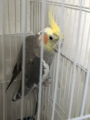 طيور للبيع