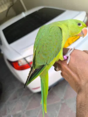 متوه اليف جدا وحجم طيب