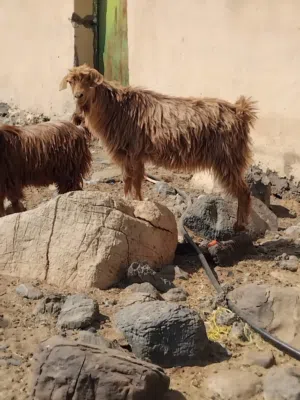 للبيع شاه ما عشار باغنها احال سكين او تربيه تصلح