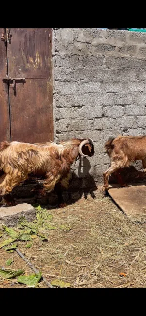 تيس عماني سنه وشهرين