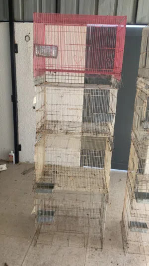 اقفاص بيضاء للبيع