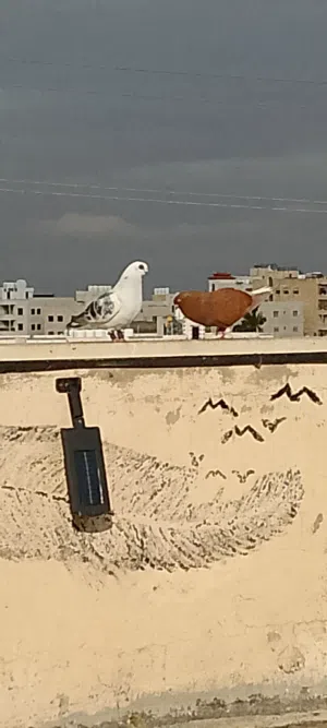 قطعه حمام للبيع كوم او قطع