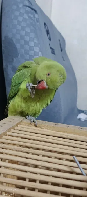ببغاء دره هندي. شوف الوصف
