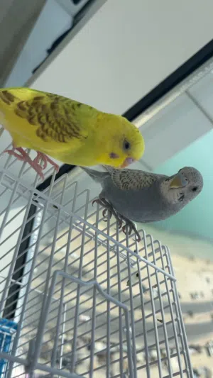 ذكر وانثى طيور الحب بادجي جوز