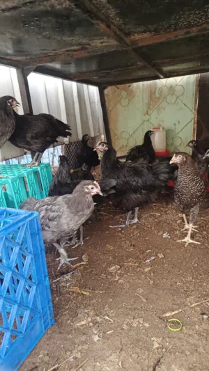 Australorp heritage
