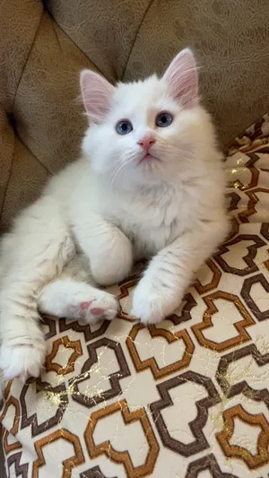 Persian3