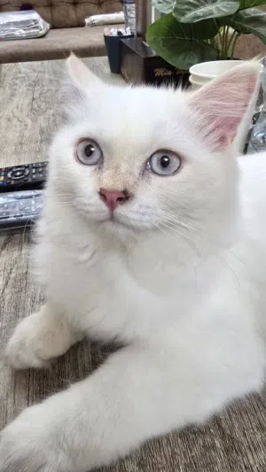 قط للبيع شيرازي