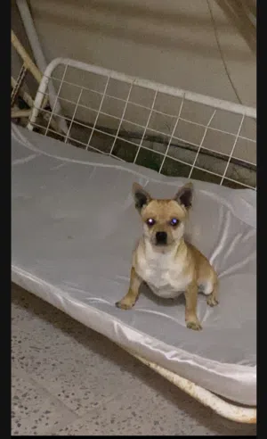 سلام عليكم متوفر كلاب شيواوا دكر عمره سنه و نص يلعب جو مليح للبيع او تبديل عندي سعر ساوم