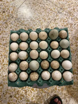 بيض خضيري