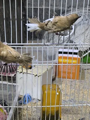 زوج بنكالي جواهن بيظ وزوج فناجس