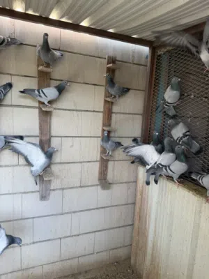 حمام زاجل..... واتساب فقط