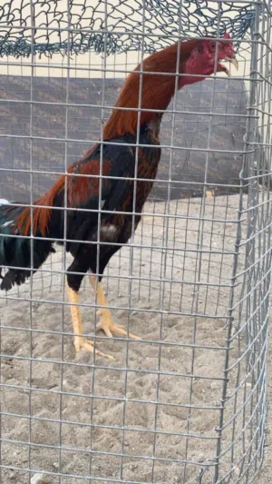 Pakistani asel roster chicken