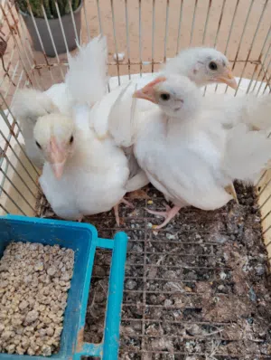 للبيع فلاليس كيني ابيض