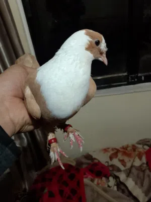 طير حمام مخلف