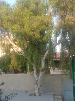 شجرة كينا للبيع