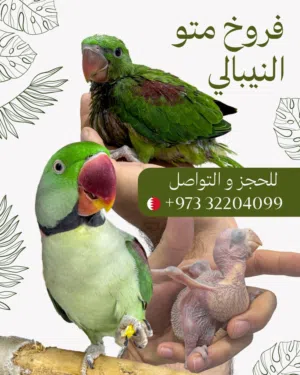 طيور ازواج نيبالي و فروخ متو نيبالي للحجز و التواصل Parrot Chick للاستفسار