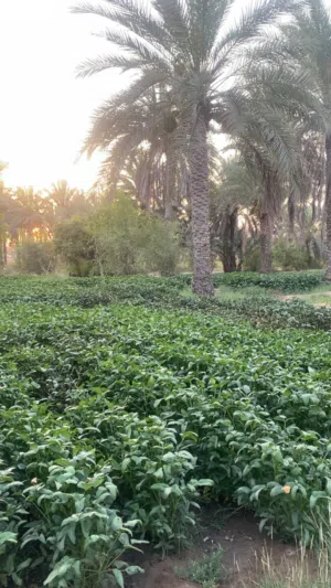 تتوفر لدينا لوبيا عمانية للحلال شي بالمن وشي مقطاع