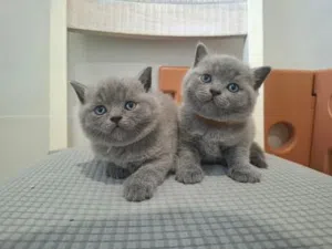 Shorthair British kittens