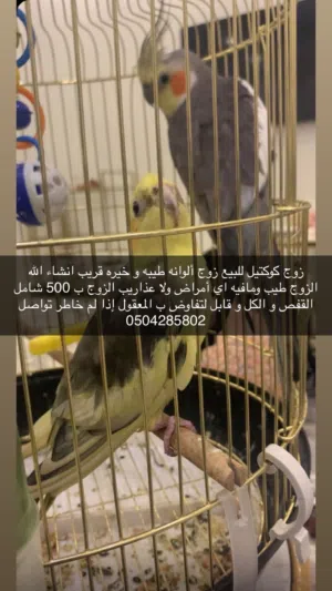 زوج كوكتيل الوصف مهم