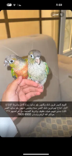 زوج بغبغاء كنيور