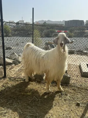 فحل من حلال الجبل الاخضر