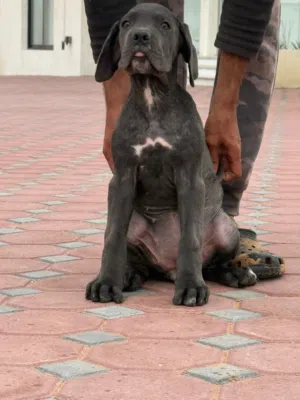 The Breed of Kings and Guardians – Massive Male and Female Cane Corso Puppies
