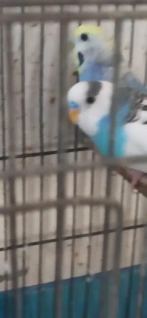 اقراء الوصف