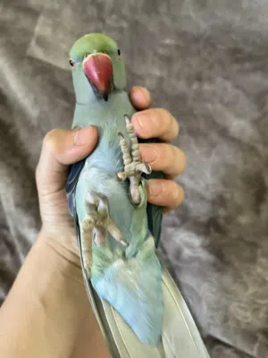 ببغاء دره اليف طفرة لعوب و نشيط