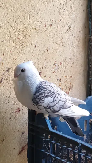محتاج تك نثيه ستلايت