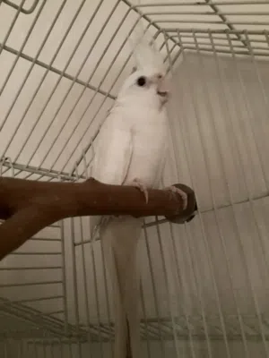 أنثى كروان جاهزة للتزاوج