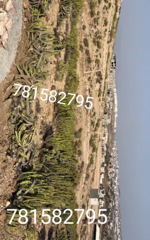 اراضي للبيع سعر القصبه 300ألف مفرق ماويه بالقرب من شارع ال60 حبيل اسود مضمونه#خلف.مدينة.الصالح