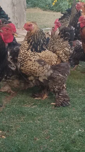كوبيات براهما درجة ونظافة