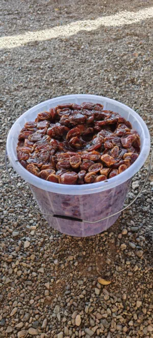 تمر خلاص إنتاج الداخليه سيح المعاشي