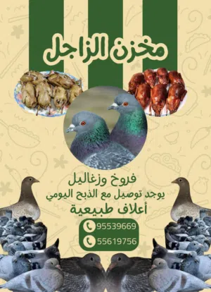 زغاليل زاجل