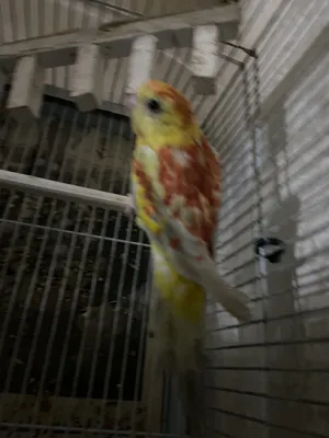 ‏ببغاء‏1