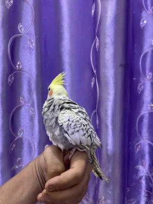طير كوكتيل