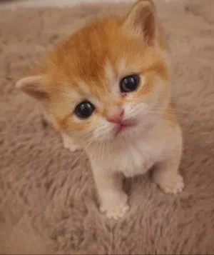 Pure British Shorthair NY12 - Top Luxury Level