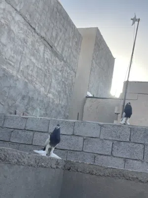 حمام ابو النخفه