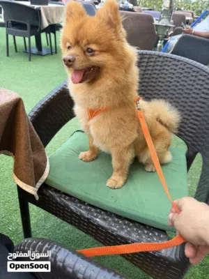 Pomeranian dog male