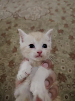 قطط سكوتلنديه صغيره اليفه