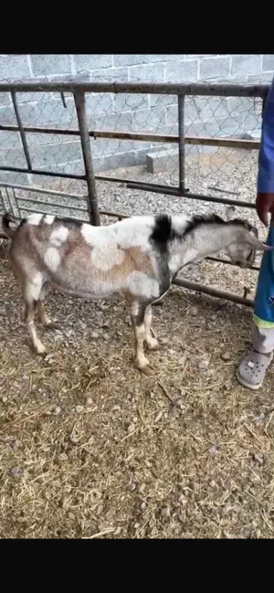 تيس صلالي للبيع