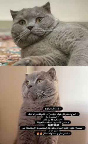 ذكر سكوتش فولد ليلك  (للتزاوج)  Scottish Lilac Fold male (for mating)