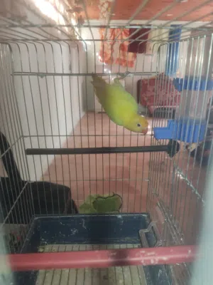 طيره فيشر روز جاهزه للانتاج
