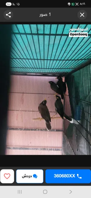 للبيع  طيور  مينا