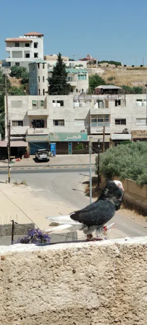 فحول كش الحبة على 8دنانير